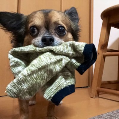 @maikovida 表裏一体🌳アウトドア⛺️キャンプめっちゃスキやねん ❣️北海道在住の大阪人でおま。 よろしゅうたのんますっ。 ロングコートのチワワ♂のウル(７歳)はmy boy💕
