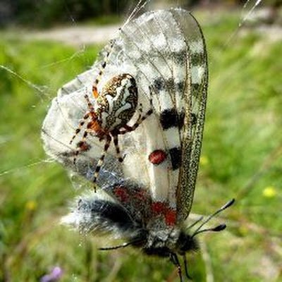 Fotografies de naturalesa i ornitologia. Educador ambiental.
Contacta amb mi per programar una sortida o activitat! Grups/Col·legis.