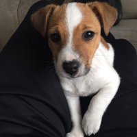 Gerbal (@milegrubes) 's Twitter Profile