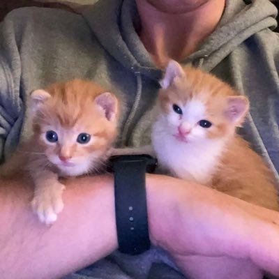 Wij zijn Nero en Nino en zijn, toen we 3 weken oud waren, bij C en L gaan wonen. Zij doen alles wat een mama poes normaal doet