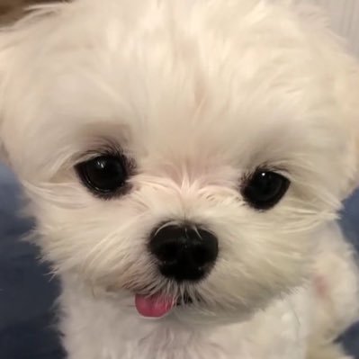 wa1ch1ve's profile picture. 저도제가뭘좋아하는지모르겠어요..