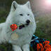 woolf_albrare (@woolf_albrare) Twitter profile photo woolf_albrare (@woolf_albrare) Twitter profile photo