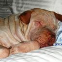 Larry Kunz - @LLizardman38 - Twitter