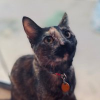 LemonadeDog (trolled) (@lemonadecatx3) 's Twitter Profile