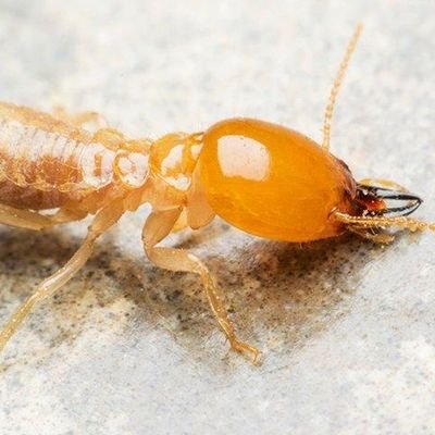 The termite that ate the cross that jesus was crucified on