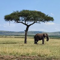 camptrek safaris(@SafariCamptrek) 's Twitter Profile Photo