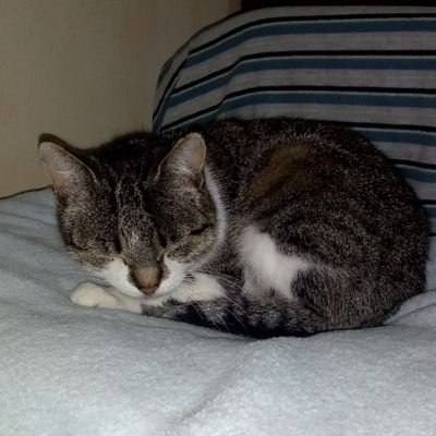 My Mission :  Keep rescuing cats . 
 #catlover  #crypto.
https://t.co/oEDIP0Bahr