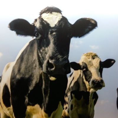 PattarapolSumr2's profile picture. livestock genetic improvement of Thailand