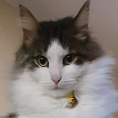 Tashacatmum's profile picture. Being me