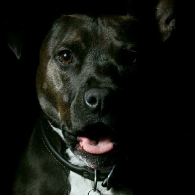 frankimu34's profile picture. whatever fun takes