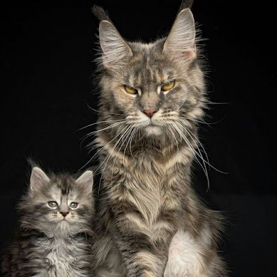 Ammarskulls's profile picture. 