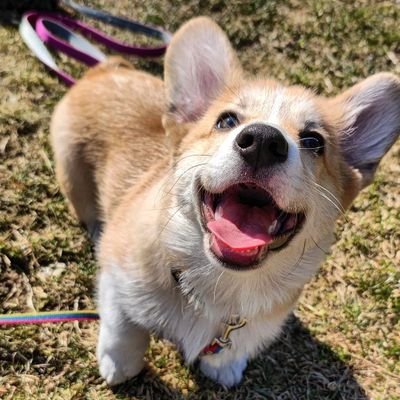 The perfect page for #corgi lovers 😇❤️