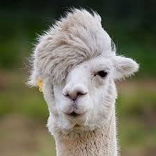 whynotjavascrpt's profile picture. No