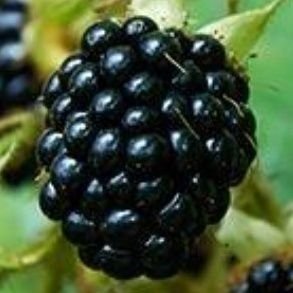 future blackberry grower, euskal diasporako kide estatubatuarra, lorezaintzari eta aberriari buruz gehiago jakin nahi duena ❤️🤍💚