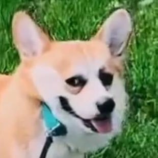 z_credi's profile picture. 