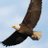 negah_roz's profile image
