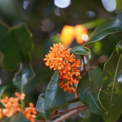 teo_news_kkmt's profile picture. 成人済 無言フォローすみません🙇 マジで人見知りなんです！