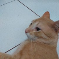 David Maycon (@daaavidfla) 's Twitter Profile