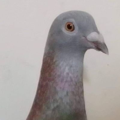 I Am A Pigeon Lover.
I Am Bangladeshi Pigeon Breeder.
I Live In Dhaka South City.