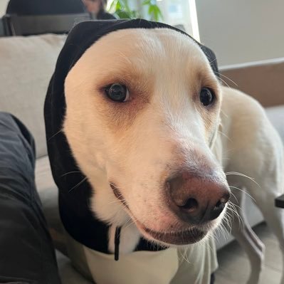 C3_NOBOA's profile picture. 