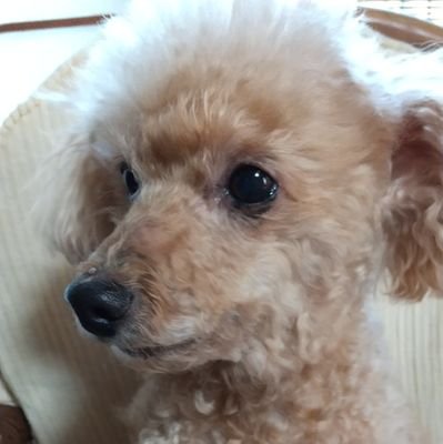 キヨちゃんさんのプロフィール画像