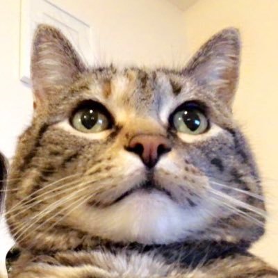 LittleLinds1's profile picture. cry in the shower like a winner