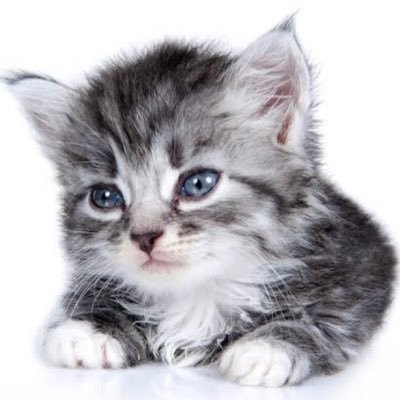 こんちゃん⭐︎ GPhd30Gb0AARVZ_.jpg