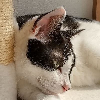 ねこりーさん ≪10月の新商品≫のんびりねこさん☆アミューズプライズ-NEW