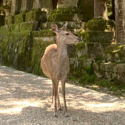 生まれて40年過ごした横浜🚢と、転勤で２冬越した札幌⛄と、 出張で３か月暮らした広島と、縁あって辿り着いた今の棲み処・奈良＆関西をこよなく愛する旅好き🧳 関西でMBSラジオに出会い、どっぷりハマり中📻 Mラジ＆旅ネタ＆鉄道ネタ多めです。 SNS初心者🔰なので、失礼お許しください🙇‍♂️ 奈ライフ、最高！🦌