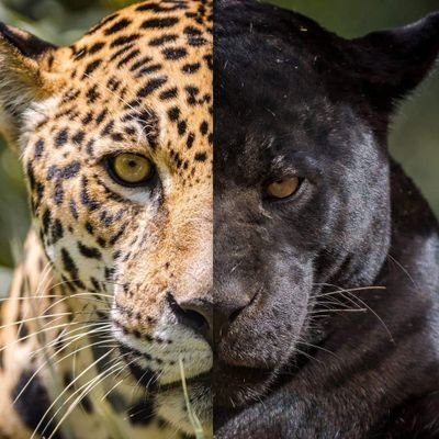 philneri's profile picture. 