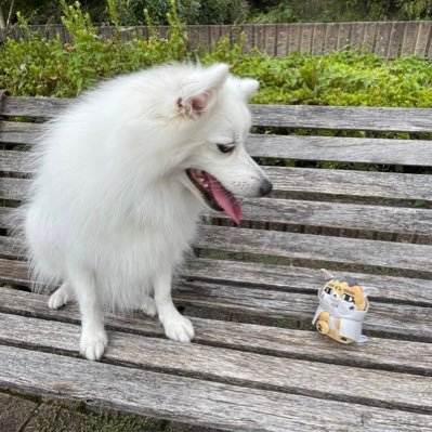 iqSrZNUnXR4Rkyx's profile picture. アニメ漫画犬大好き❤愛犬すず2020年0727生まれの女の子です 遊ぶ事と食べる事が大好きな子です^_^