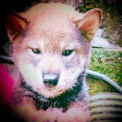 ∞野球好きの夢見る酔っぱらい(最近バイク＆自力で山行)∞愛犬のしーちゃんです。あいす孃大好き💕応援隊長✌️