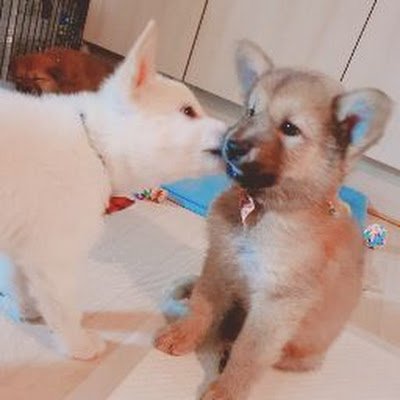 jindodog8's profile picture. 