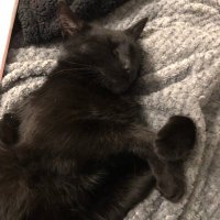 Inga Z (@zontkowykot) 's Twitter Profile