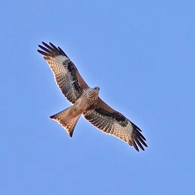 Inspired by the wonder of birds & the natural world. Management Team member of the flagship WMBC Belvide Bird Reserve in Staffs.BTO ‘Bird-tracker’Stoke City FC