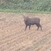 岩手県の牛飼い (@09awykrtyopld8v) Twitter profile photo 岩手県の牛飼い (@09awykrtyopld8v) Twitter profile photo