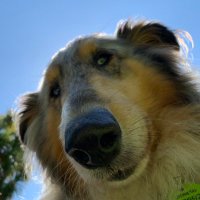 Prof. Jamie Rossjohn (@jamie_rossjohn) 's Twitter Profile