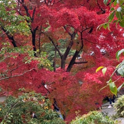 Yurenku1's profile picture. ポケモンtrpgやりたい民／ FGOやAmong Us等色々やっております。