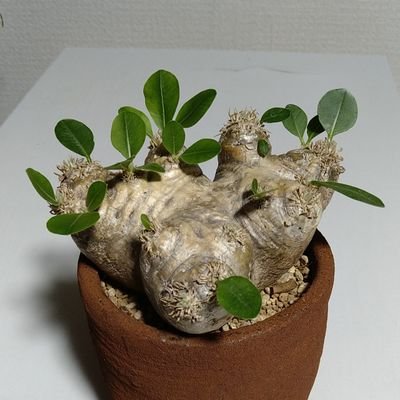 ananan670111's profile picture. 