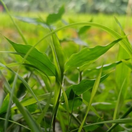 NShahinHossain1's profile picture. 