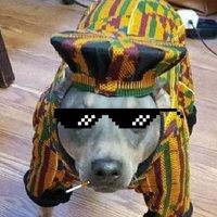 Dashiki Disco (@dashikidog) 's Twitter Profile
