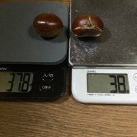 ｶｽﾀｰﾅﾝ🌰柔軟◯こう菌洗剤の洗濯公害を減らしたい (@nemurumaron) Twitter profile photo