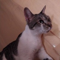 Demonize (@demonize_sh98) 's Twitter Profile
