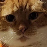 Chester_The_Chubster(@ChesterChubster) 's Twitter Profile Photo