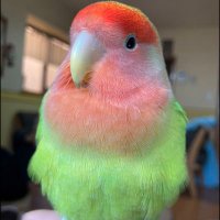 TARO★GU【迷子コザクラインコ探してます】 (@tinano1212) 's Twitter Profile