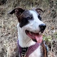 TitSouris (@tit_souris) 's Twitter Profile