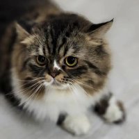 🐕🦮Cat and dog 🌎 lovers 😻😼 (@mohammed13298) 's Twitter Profile