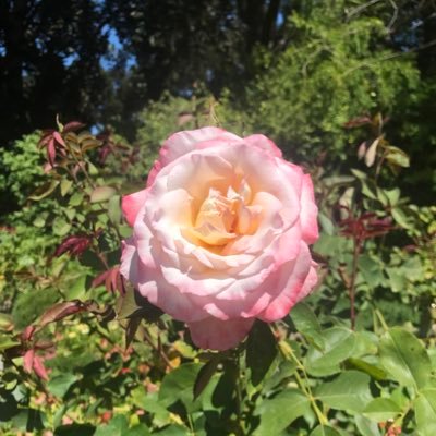 LaurenPosie's profile picture. Hello! I’m a 25 year old gremlin. I love lots of things, mainly plants, tea, and reading. She/Her.