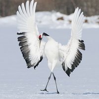 鹤蜀黍 MASTER🇲🇾 (@bdoc9288) 's Twitter Profile