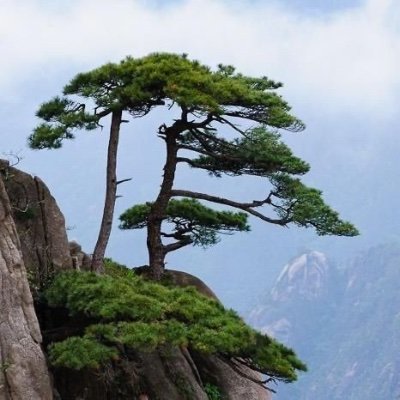 liaonely's profile picture. 